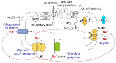 A Hydrophobic Small Protein, BpOF4_01690, Is Critical for Alkaliphily of Alkaliphilic Bacillus pseudofirmus OF4